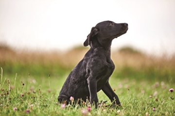 Eukanuba Puppy Trockenfutter für große Welpen mit frischem Huhn, 15kg - 9